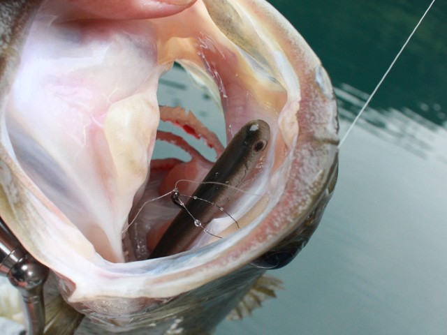 プロショップオオツカ バスフィッシング用品ネット通信販売 ブログ写真 2014/06/21