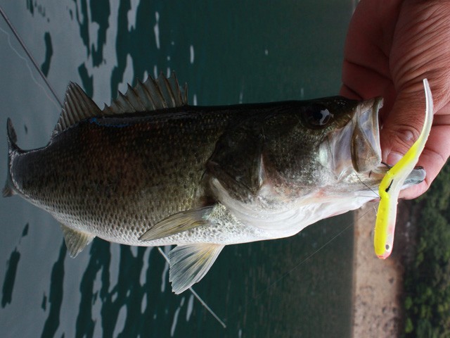 プロショップオオツカ バスフィッシング用品ネット通信販売 ブログ写真 2014/06/21