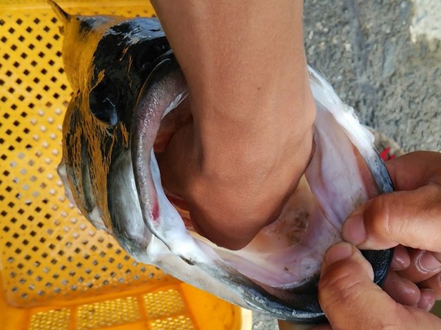 プロショップオオツカ バスフィッシング用品ネット通信販売 ブログ写真 2014/06/21