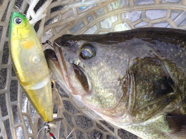 プロショップオオツカ バスフィッシング用品ネット通信販売 ブログ写真 2014/06/27