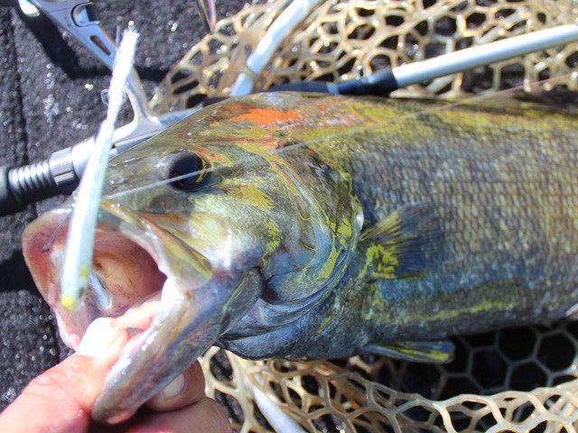 プロショップオオツカ バスフィッシング用品ネット通信販売 ブログ写真 2014/06/27