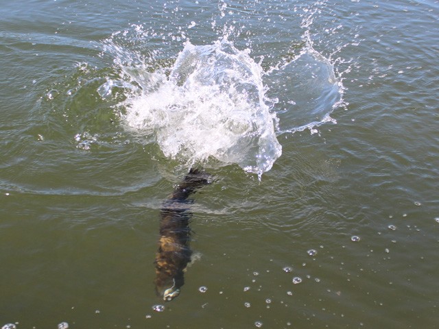 プロショップオオツカ バスフィッシング用品ネット通信販売 ブログ写真 2014/06/27