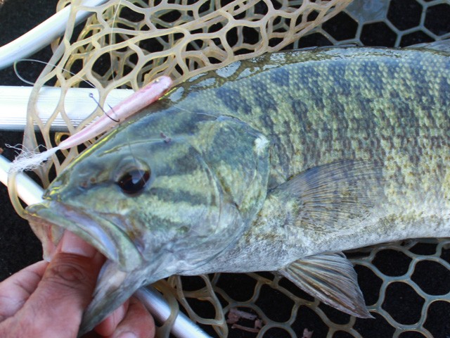 プロショップオオツカ バスフィッシング用品ネット通信販売 ブログ写真 2014/06/27