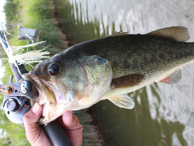 プロショップオオツカ バスフィッシング用品ネット通信販売 ブログ写真 2014/06/27