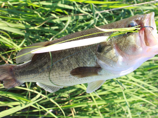 プロショップオオツカ バスフィッシング用品ネット通信販売 ブログ写真 2014/06/27