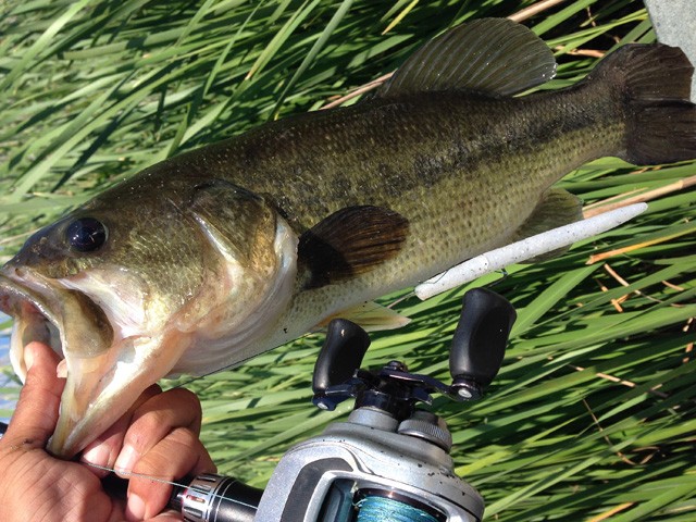 プロショップオオツカ バスフィッシング用品ネット通信販売 ブログ写真 2014/06/27