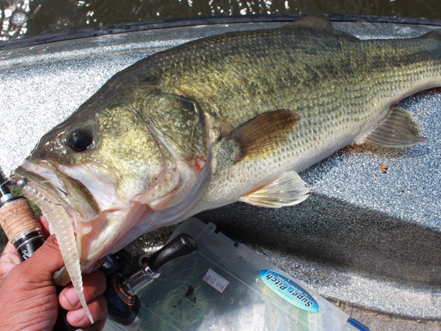 プロショップオオツカ バスフィッシング用品ネット通信販売 ブログ写真 2014/06/27