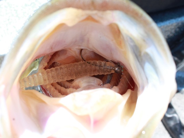 プロショップオオツカ バスフィッシング用品ネット通信販売 ブログ写真 2014/06/27