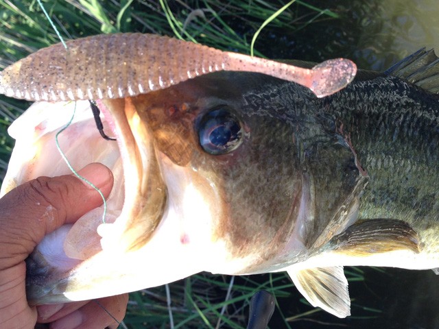 プロショップオオツカ バスフィッシング用品ネット通信販売 ブログ写真 2014/06/27