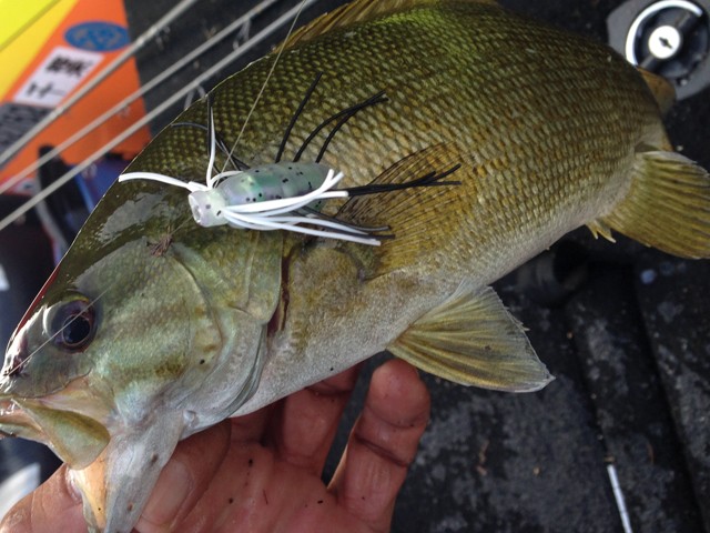 プロショップオオツカ バスフィッシング用品ネット通信販売 ブログ写真 2014/08/13