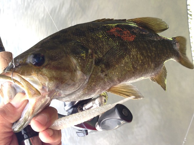 プロショップオオツカ バスフィッシング用品ネット通信販売 ブログ写真 2014/08/13