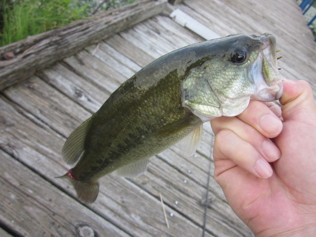 プロショップオオツカ バスフィッシング用品ネット通信販売 ブログ写真 2014/08/23