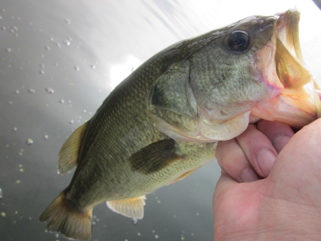 プロショップオオツカ バスフィッシング用品ネット通信販売 ブログ写真 2014/08/23