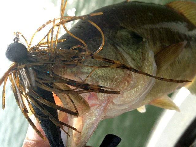 プロショップオオツカ バスフィッシング用品ネット通信販売 ブログ写真 2014/08/24