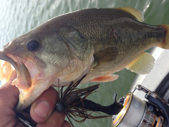 プロショップオオツカ バスフィッシング用品ネット通信販売 ブログ写真 2014/08/24