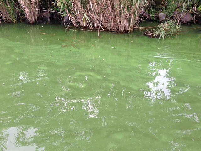 プロショップオオツカ バスフィッシング用品ネット通信販売 ブログ写真 2014/08/24