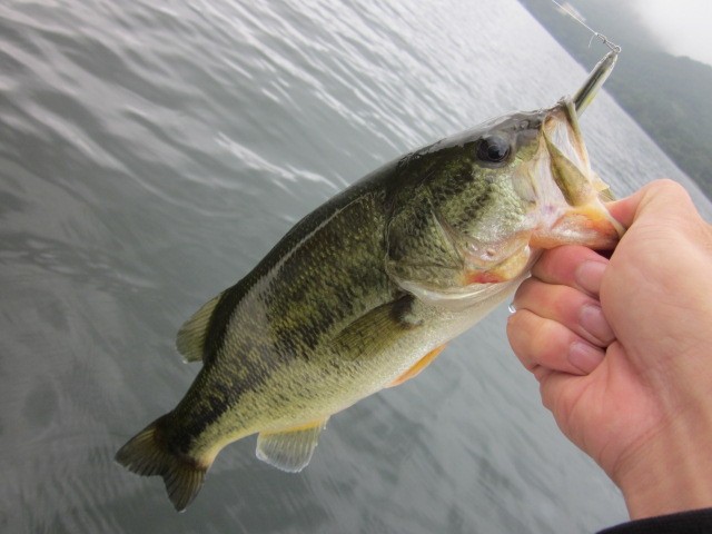 プロショップオオツカ バスフィッシング用品ネット通信販売 ブログ写真 2014/08/31