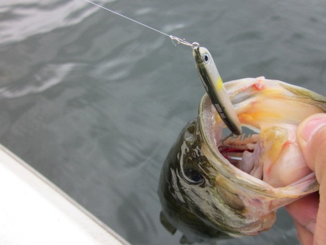 プロショップオオツカ バスフィッシング用品ネット通信販売 ブログ写真 2014/08/31