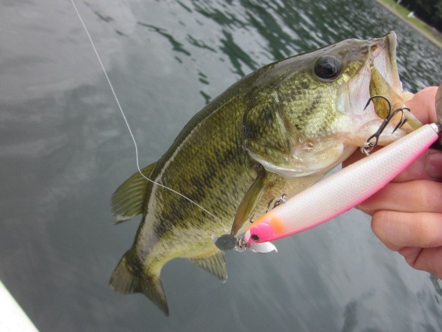 プロショップオオツカ バスフィッシング用品ネット通信販売 ブログ写真 2014/08/31