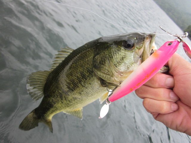 プロショップオオツカ バスフィッシング用品ネット通信販売 ブログ写真 2014/08/31