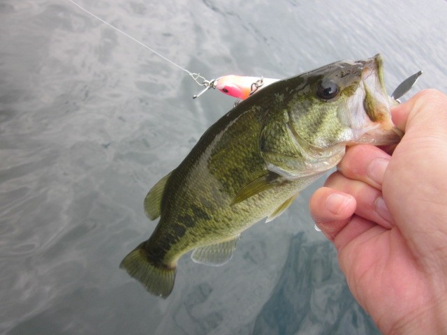 プロショップオオツカ バスフィッシング用品ネット通信販売 ブログ写真 2014/08/31