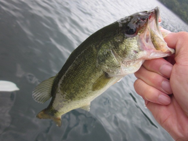 プロショップオオツカ バスフィッシング用品ネット通信販売 ブログ写真 2014/08/31