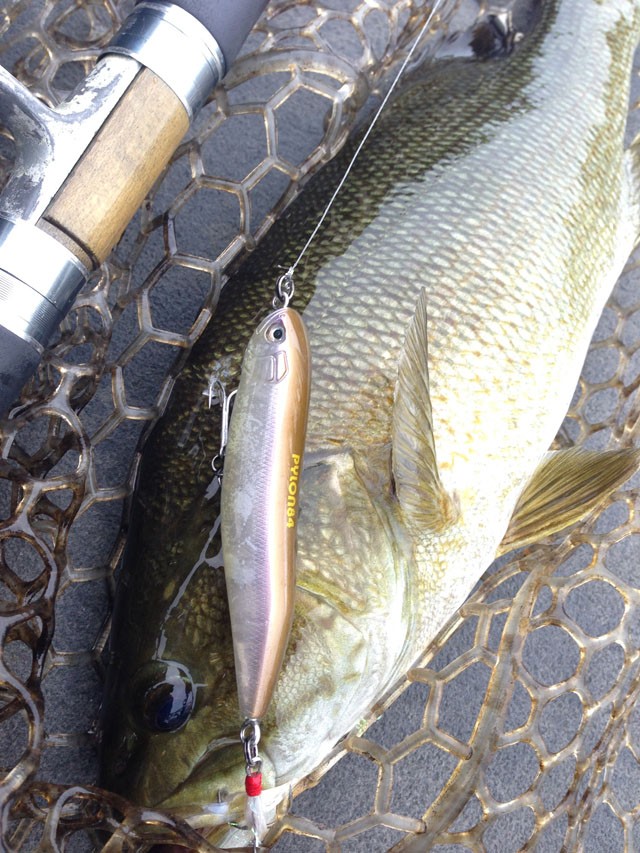 プロショップオオツカ バスフィッシング用品ネット通信販売 ブログ写真 2014/09/11