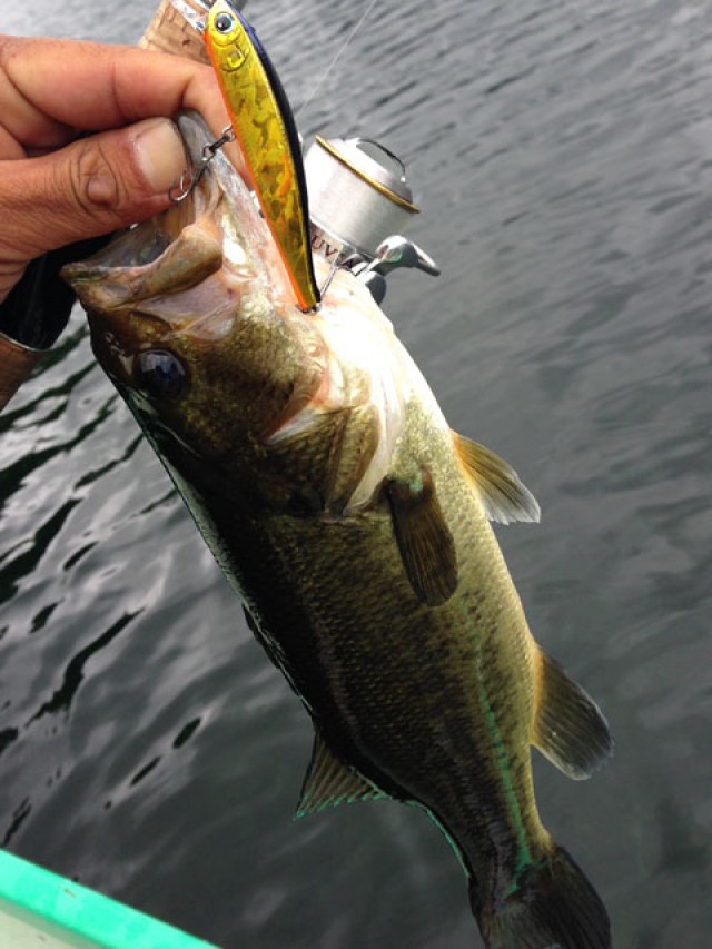 プロショップオオツカ バスフィッシング用品ネット通信販売 ブログ写真 2014/09/11