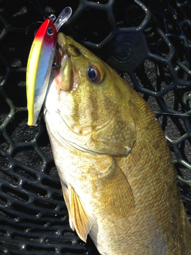 プロショップオオツカ バスフィッシング用品ネット通信販売 ブログ写真 2014/09/11