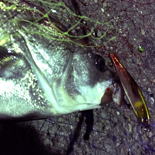 プロショップオオツカ バスフィッシング用品ネット通信販売 ブログ写真 2014/10/13