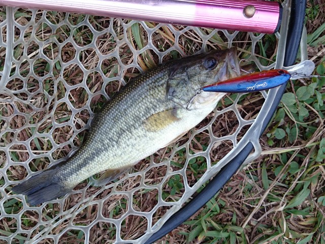 プロショップオオツカ バスフィッシング用品ネット通信販売 ブログ写真 2014/11/02