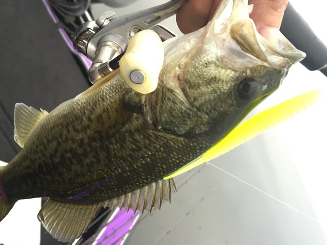 プロショップオオツカ バスフィッシング用品ネット通信販売 ブログ写真 2014/11/14