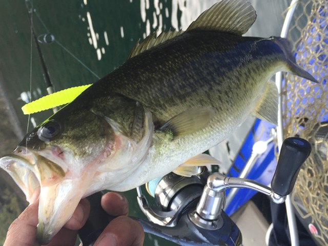 プロショップオオツカ バスフィッシング用品ネット通信販売 ブログ写真 2014/11/14