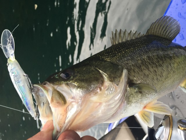 プロショップオオツカ バスフィッシング用品ネット通信販売 ブログ写真 2014/11/14