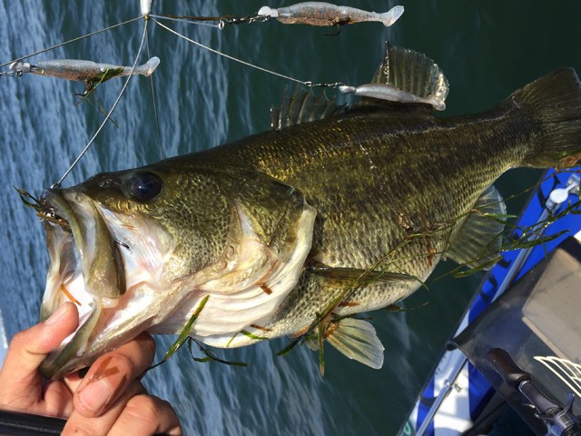 プロショップオオツカ バスフィッシング用品ネット通信販売 ブログ写真 2014/11/14