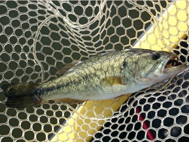 プロショップオオツカ バスフィッシング用品ネット通信販売 ブログ写真 2014/11/22