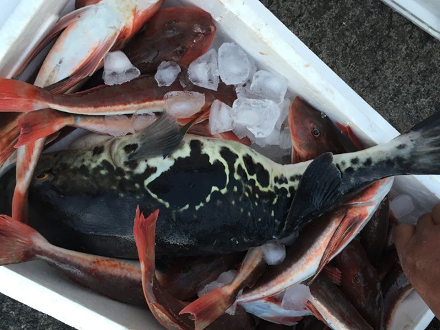 プロショップオオツカ バスフィッシング用品ネット通信販売 ブログ写真 2014/12/23