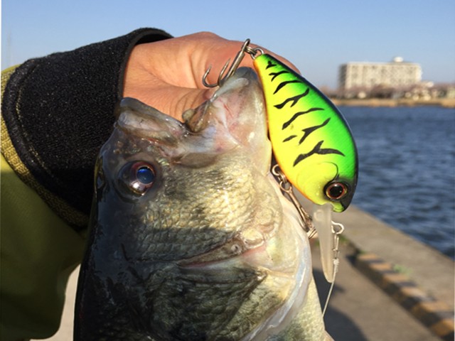 プロショップオオツカ バスフィッシング用品ネット通信販売 ブログ写真 2015/04/01