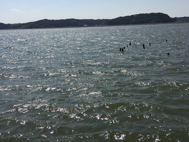 プロショップオオツカ バスフィッシング用品ネット通信販売 ブログ写真 2015/04/01