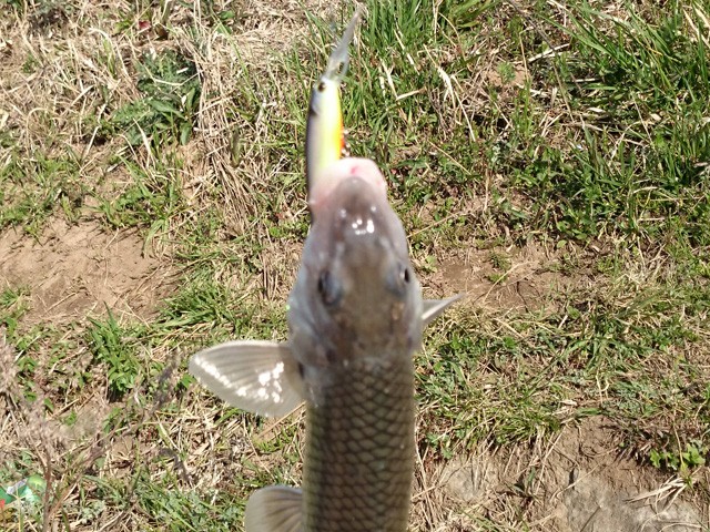 プロショップオオツカ バスフィッシング用品ネット通信販売 ブログ写真 2015/04/02