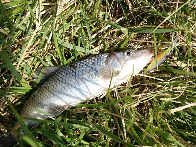 プロショップオオツカ バスフィッシング用品ネット通信販売 ブログ写真 2015/04/02