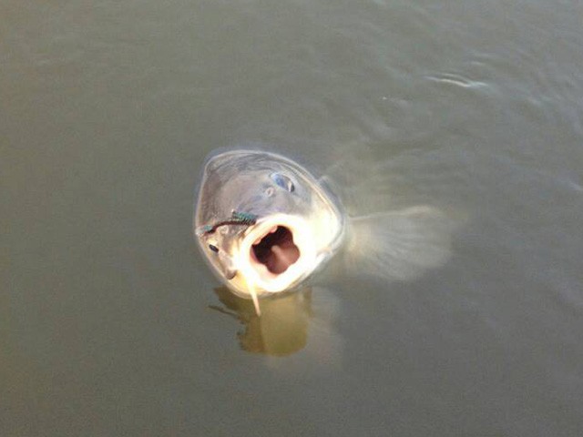 プロショップオオツカ バスフィッシング用品ネット通信販売 ブログ写真 2015/04/02