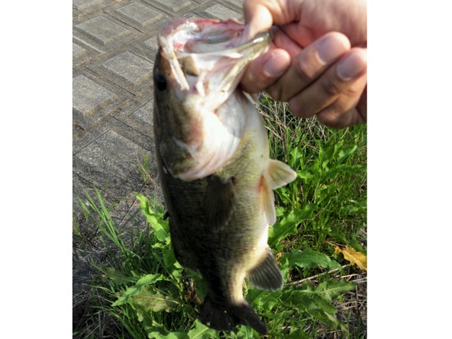 プロショップオオツカ バスフィッシング用品ネット通信販売 ブログ写真 2015/05/02