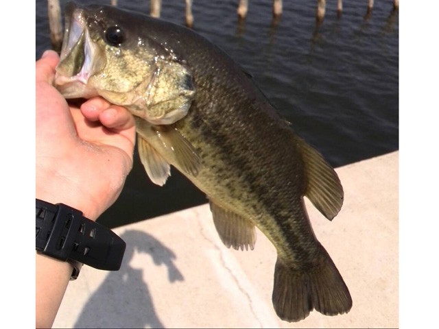 プロショップオオツカ バスフィッシング用品ネット通信販売 ブログ写真 2015/05/02