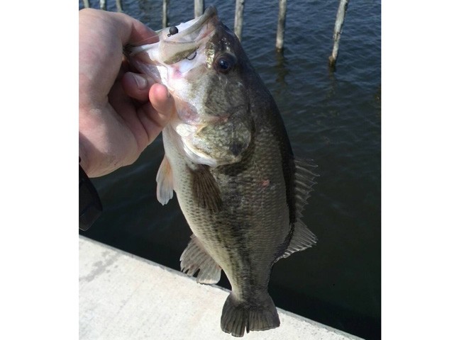 プロショップオオツカ バスフィッシング用品ネット通信販売 ブログ写真 2015/05/02