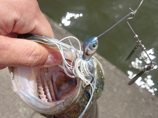 プロショップオオツカ バスフィッシング用品ネット通信販売 ブログ写真 2015/05/02