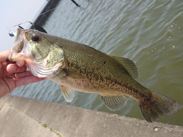 プロショップオオツカ バスフィッシング用品ネット通信販売 ブログ写真 2015/05/02