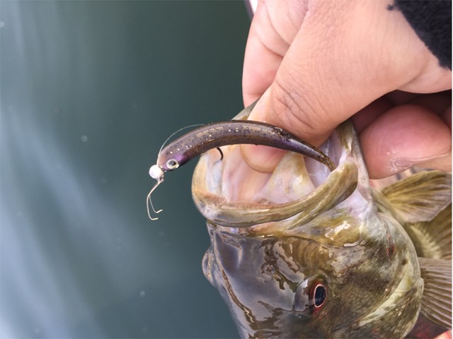 プロショップオオツカ バスフィッシング用品ネット通信販売 ブログ写真 2015/05/03