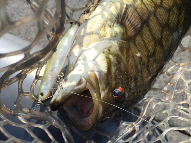 プロショップオオツカ バスフィッシング用品ネット通信販売 ブログ写真 2015/05/03