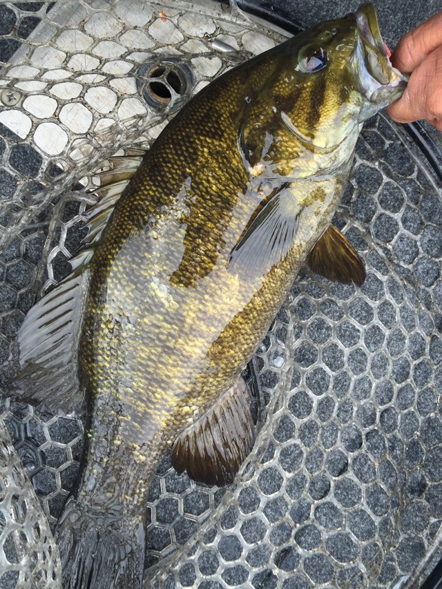 プロショップオオツカ バスフィッシング用品ネット通信販売 ブログ写真 2015/05/14